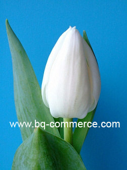 Тюльпаны оптом 2016 Красноярск 