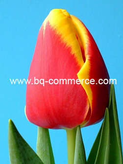Тюльпаны оптом 2016 Красноярск 