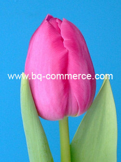 Тюльпаны оптом 2016 Красноярск 