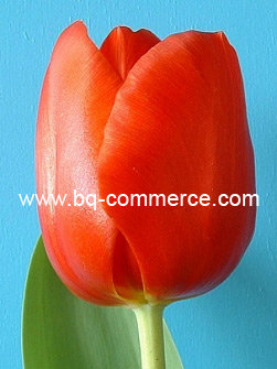 Тюльпаны оптом 2016 Красноярск 