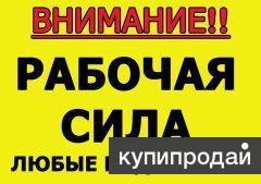 Рабочая сила от Тимофея. 242-56-28