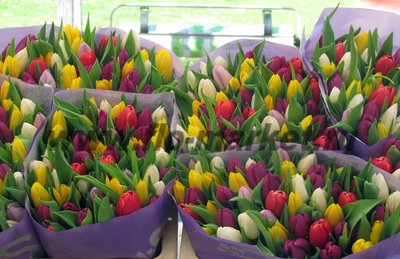 Тюльпаны оптом к 8 марта 2017
