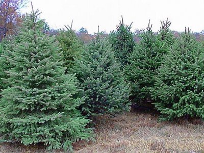 Продам саженцы Сосны Ели Кедра