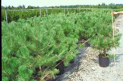 Продам саженцы Сосны Ели Кедра