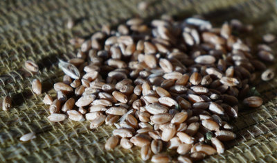 Очищенная пшеница для проращивания. Интернет-магазин Природа.