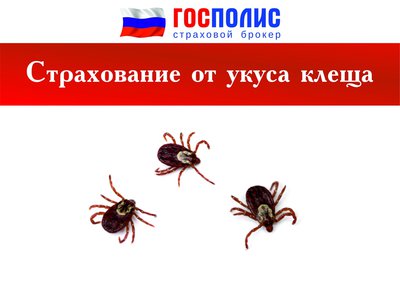 Страхование от укуса клеща
