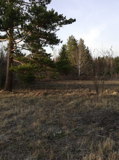 Ѓчасток с лесом 