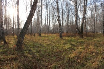 Продам участок в березовой роще