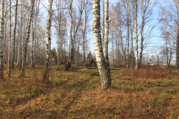 Продам участок в березовой роще