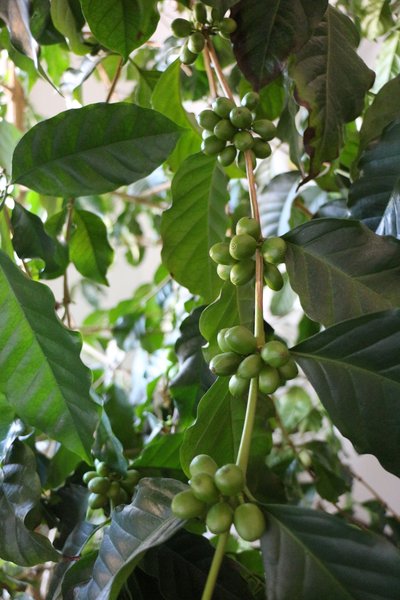 Крупномер, великолепное живое  кофейное дерево