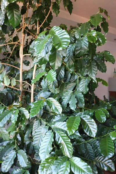 Крупномер, великолепное живое  кофейное дерево