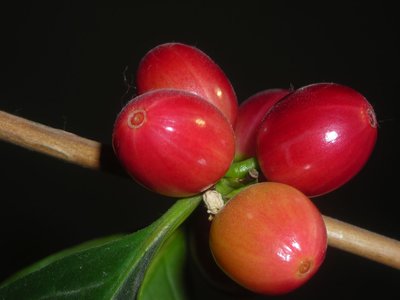 Крупномер, великолепное живое  кофейное дерево