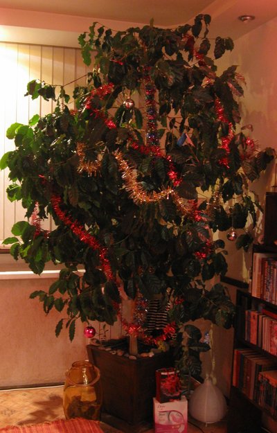 Крупномер, великолепное живое  кофейное дерево