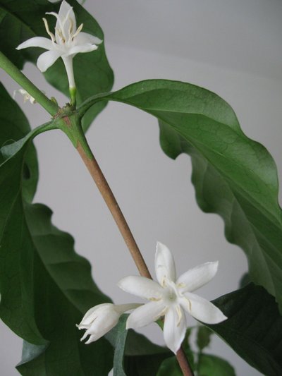 Крупномер, великолепное живое  кофейное дерево