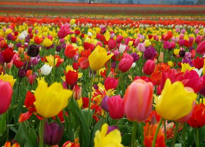 Тюльпаны Голландские оптом к 8 марта. Красноярск