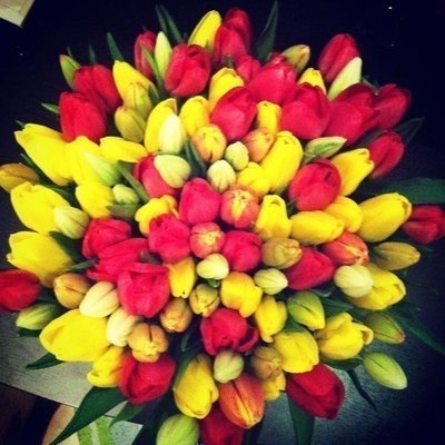 Тюльпаны Голландские оптом к 8 марта. Красноярск