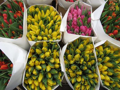 Тюльпаны Голландские оптом к 8 марта. Красноярск