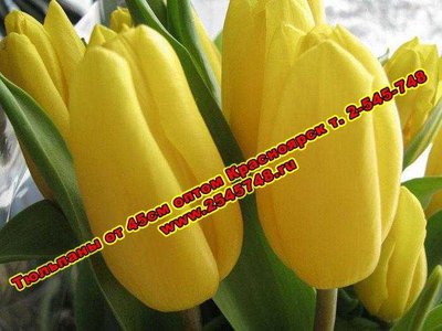 Тюльпаны оптом Красноярск