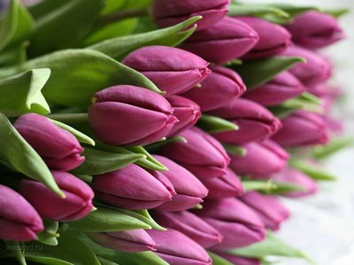 Тюльпаны оптом Красноярск