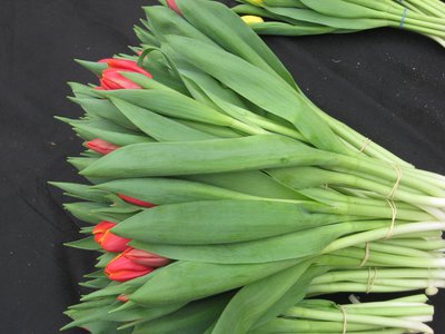 Тюльпаны оптом Красноярск Экстра сорт!