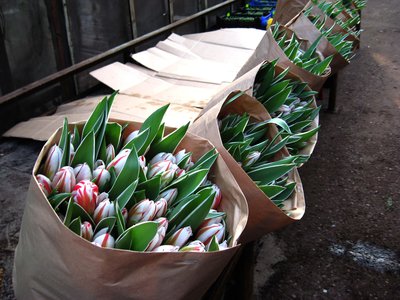 Тюльпаны оптом Красноярск Экстра сорт!