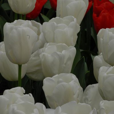 Тюльпаны оптом от голландских селекционеров 