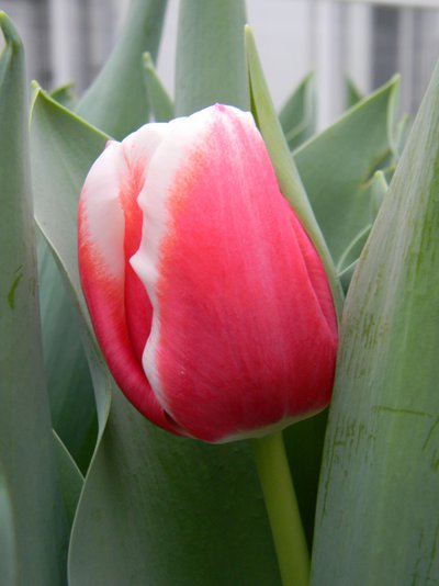 Все цветы оптом к празднику 8 марта 2014