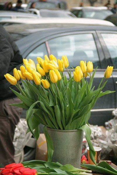 Тюльпаны экстра-класса