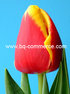 Тюльпаны оптом 2016 Красноярск 