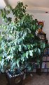 Крупномер, великолепное живое  кофейное дерево