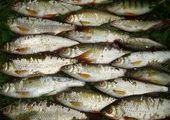 200 килограм рыбы пытались незаметно пробраться в Емельяново