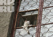 Кошка и собака больше двух недель были замурованы в одной из квартир Красноярска