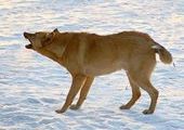 Громкие нападения собак на жителей Красноярска это месть за гибель сородичей