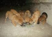 В Абакане в подвале жилого дома замуровали собачье семейство