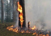 В Красноярском крае тушат единственный лесной пожар