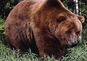 Информация о появлении медведя в Зеленогорске не подтвердилась