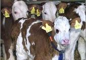 В Красноярский край привезли канадских коров за 40 миллионов