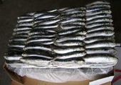 В Красноярске задержали 5 тонн испорченной рыбы