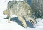 В Туве бешеный волк покусал 6 человек
