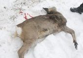 В Туве массово убивают диких животных