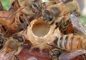 В Красноярском крае появится первый закон о пчеловодстве