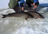 Из-за вырубки леса в реках края исчезает таймень и хариус