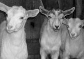 Предприниматель и 11 козлят стали жертвой административной системы