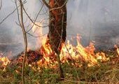 МЧС уже начали регистрировать небольшие лесные пожары в Красноярском крае