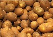 В Красноярском крае зарегистрирована золотистая картофельная нематода.