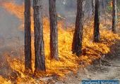 В Ермаковском районе Красноярского края горит лес