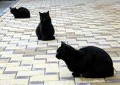 Объявлена вакансия черного кота в театре Пушкина