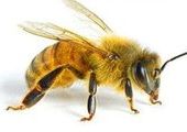 В Абакане заставят строить заборы от пчел