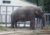 Вольеры для слонов в Красноярске начнут строить уже в этом году