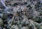 Роспотребнадзор собирается побороть всю пыль Красноярского края